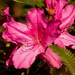 The Azaleas are in Full Bloom! by rickster549