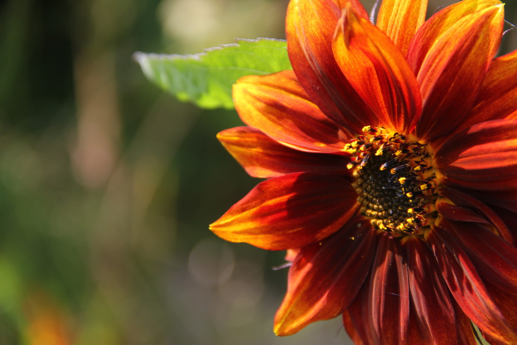dusky sunflower  by kali66