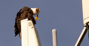 24th Jan 2020 - Bald Eagle Has an Itch!