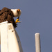 Bald Eagle Has an Itch! by rickster549
