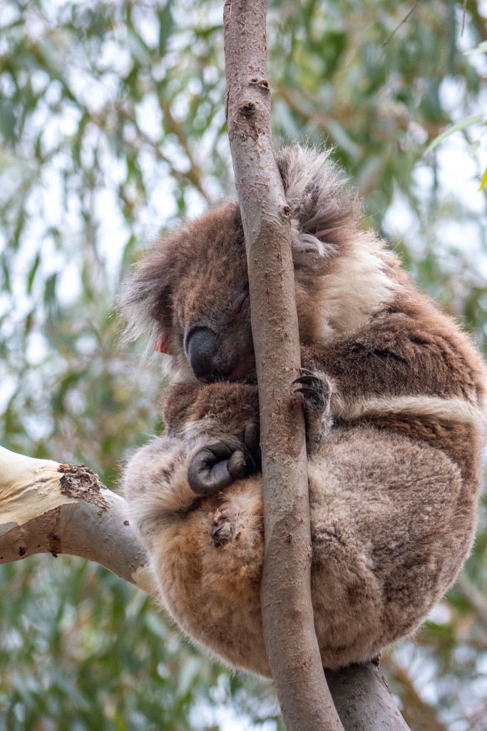 Sleeping Koala by yorkshirekiwi