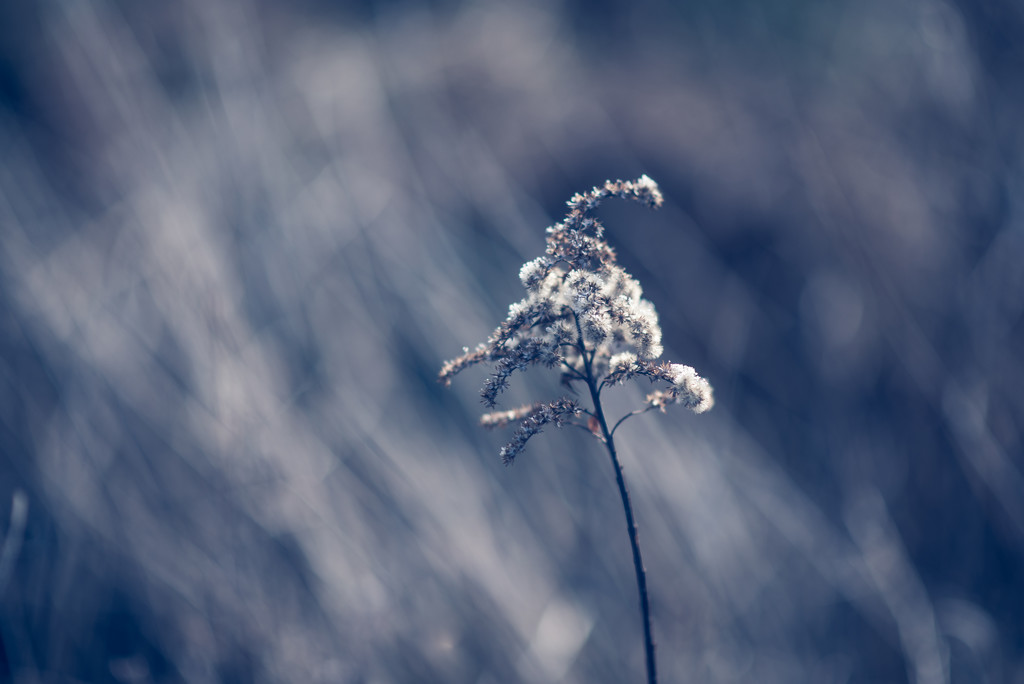 Winter Bokeh by panoramic_eyes