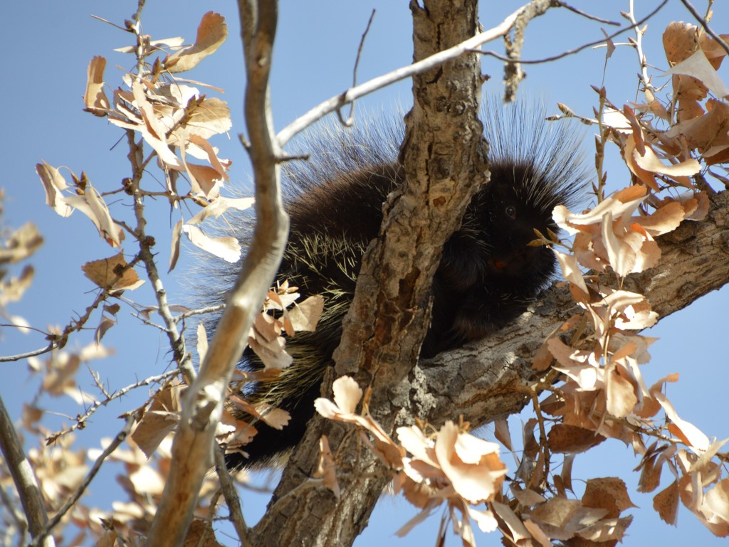 Porcupine In A Tree. by bigdad