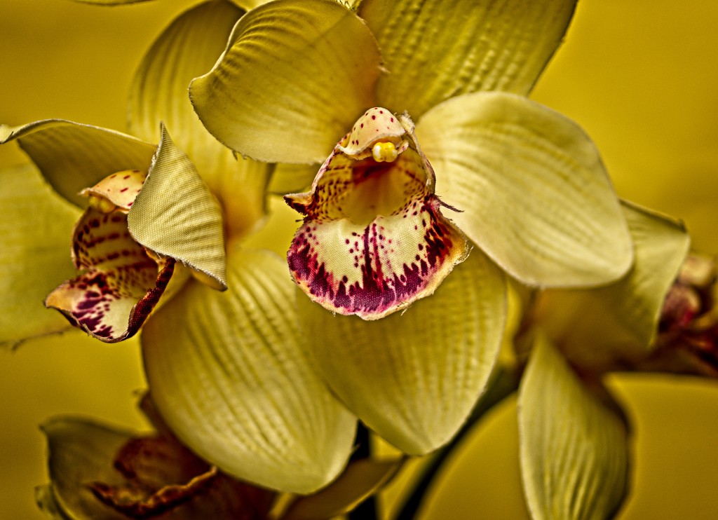 Artificial Orchid by billyboy