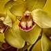 Artificial Orchid by billyboy
