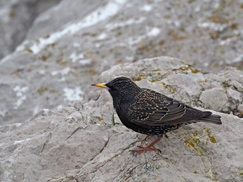 Starling by philhendry