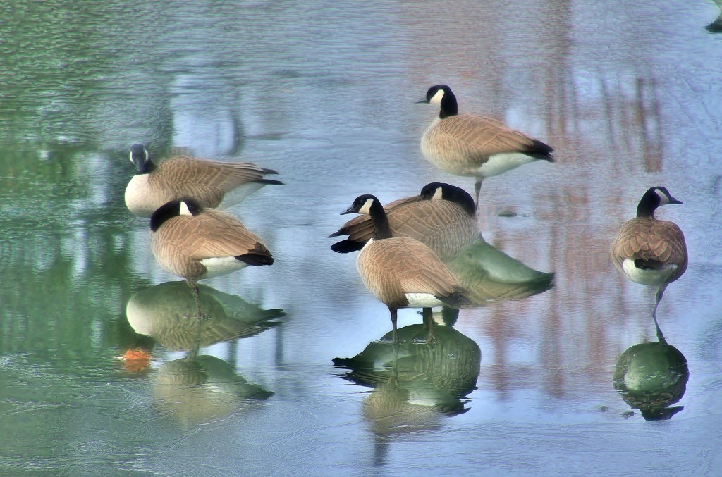 One Legged Geese & Reflections by lynnz