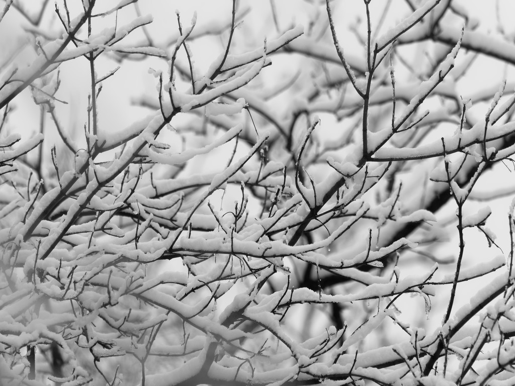 snow branches by rminer