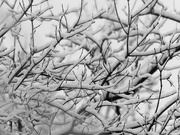 25th Jan 2020 - snow branches