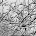 snow branches by rminer