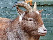 25th Jan 2020 - Handsome goat