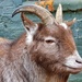 Handsome goat by isaacsnek
