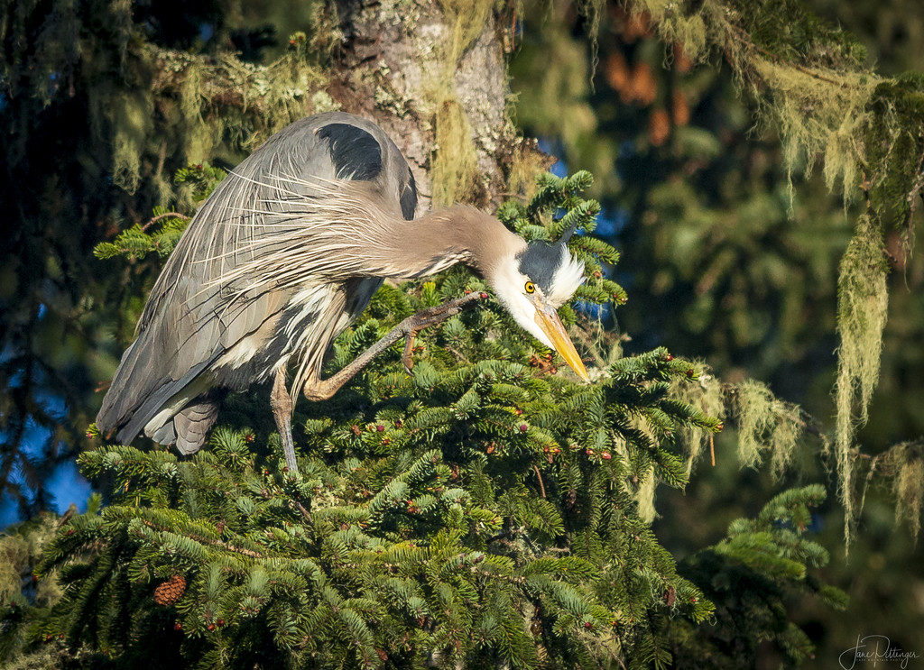 Heron Scratching by jgpittenger