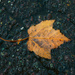 Lonely leaf by theredcamera