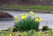 25th Jan 2020 - Morning Daffodils