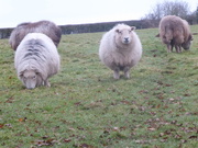 25th Jan 2020 - Herdwick sheep