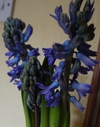 24th Jan 2020 - Hyacinth blue
