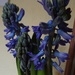 Hyacinth blue by sarah19