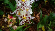 25th Jan 2020 - Orchid 7