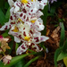 Orchid 7 by larrysphotos