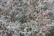 25th Jan 2020 - Even the pine cones are cold