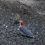 25th Jan 2020 - The female red-bellied woodpecker