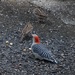 The female red-bellied woodpecker by tunia
