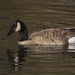 Canadian Goose With Water Drops