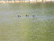 25th Jan 2020 - Three Ducks in Pond