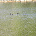 Three Ducks in Pond by sfeldphotos