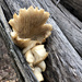 Oyster Mushroom by lsquared