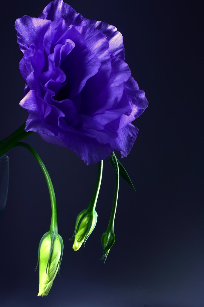 Lisianthus by jayberg