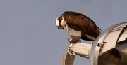 25th Jan 2020 - Osprey Checking Out Below!