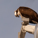 Osprey Checking Out Below! by rickster549