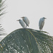 3 Young Egrets by ianjb21