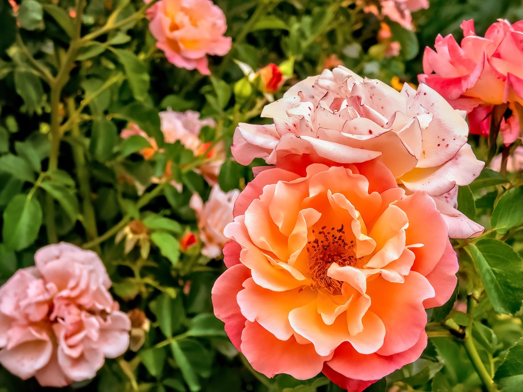 Rose garden by Lynn Anderson  by ludwigsdiana