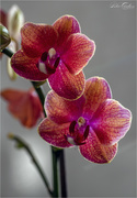 25th Jan 2020 - Pink Orchids