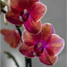 Pink Orchids by pcoulson