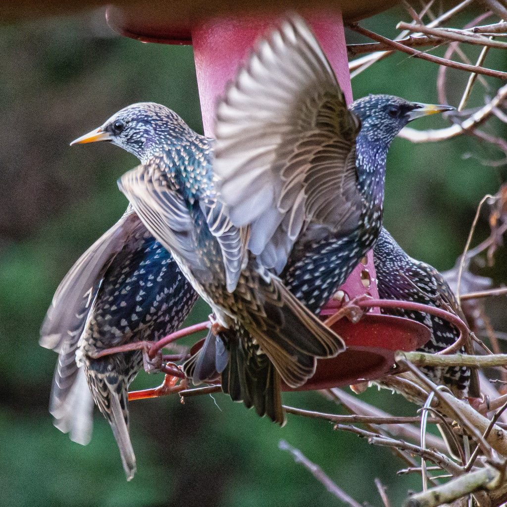 Starling Frenzy by pamknowler
