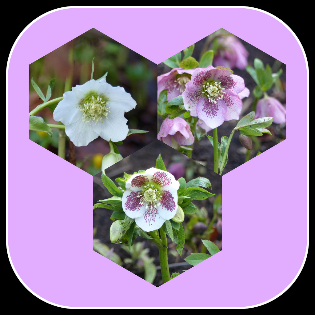 Hellebores  by foxes37