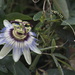 Passion Flower by kgolab