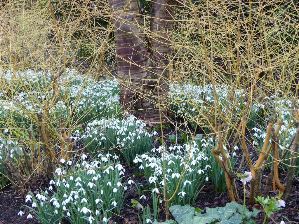 Snowdrops Galore by foxes37