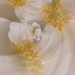 White dreamy flowers........ by ziggy77