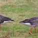 Greylag Geese by lifeat60degrees