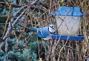 25th Jan 2020 - Another Day, Another Jay