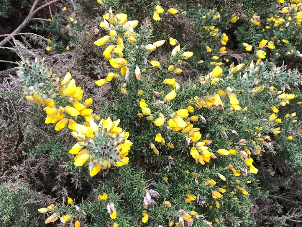  Gorse....... by susiemc