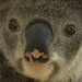 Australia Day by koalagardens