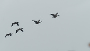 26th Jan 2020 - geese 