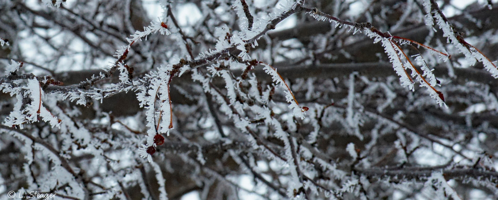 Closeup of frozen fog by larrysphotos