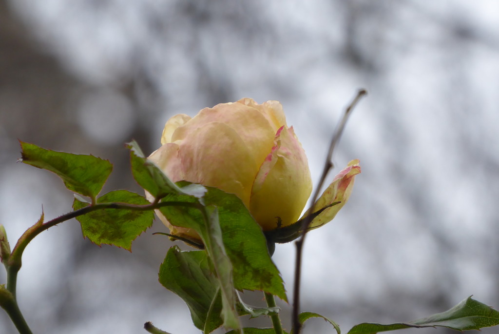 The rose still blooms by speedwell